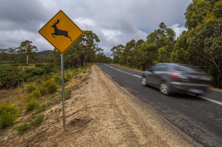 Deer Vehicle Collision